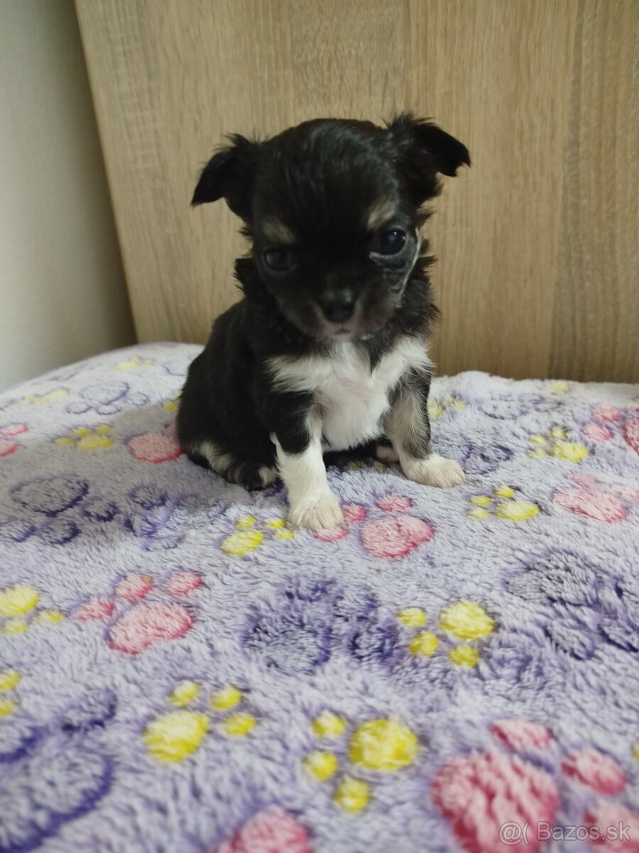 Čivava mini sučka dlhosrsta - 4