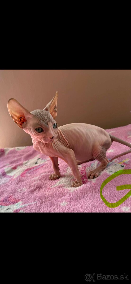 Don sphynx - 4