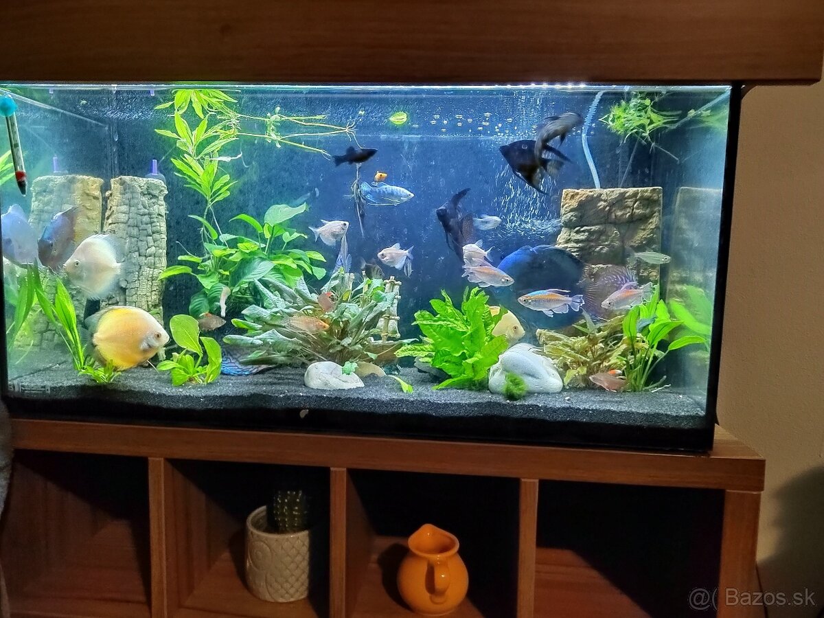 Predám súrne diskusi plus. Iné spoločenské ryby. - 4