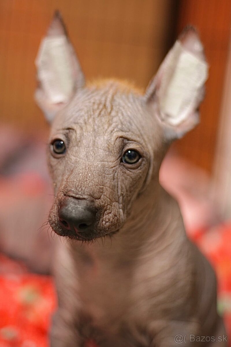 Peruánsky naháč veľký s PP (FCI) - 4