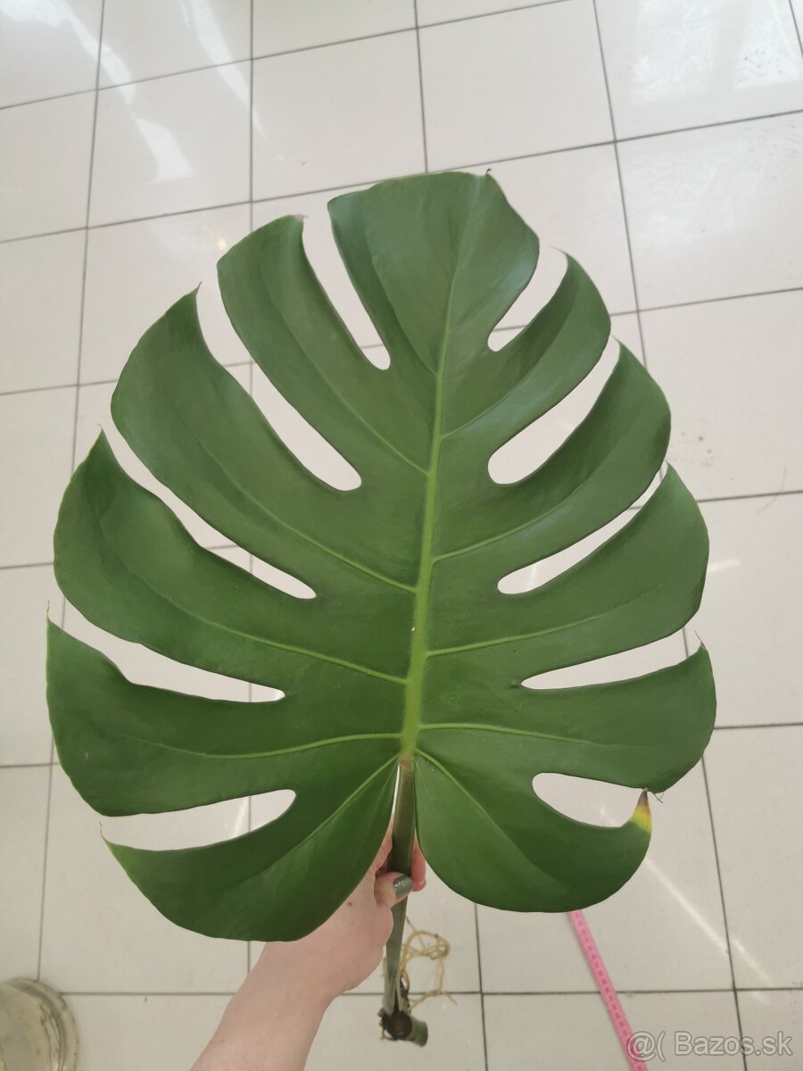 Monstera deliciosa - zakorenená - 4