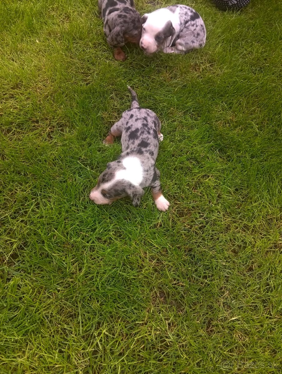 Predám merle jazvečíky - 4