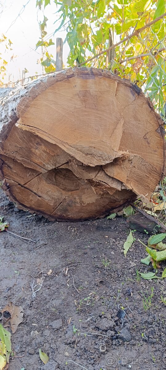Predam orechovy kmen - 4