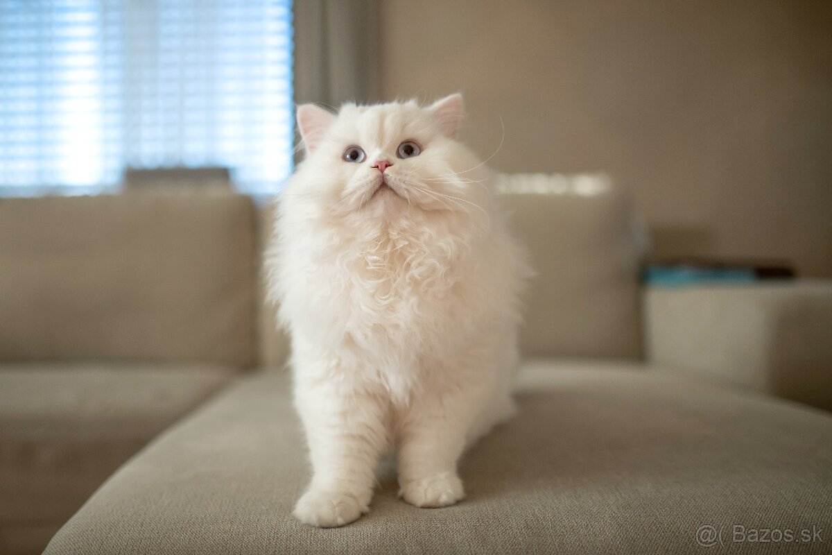 Britské mačiatka/kocúrik/ , mačiatko - 4