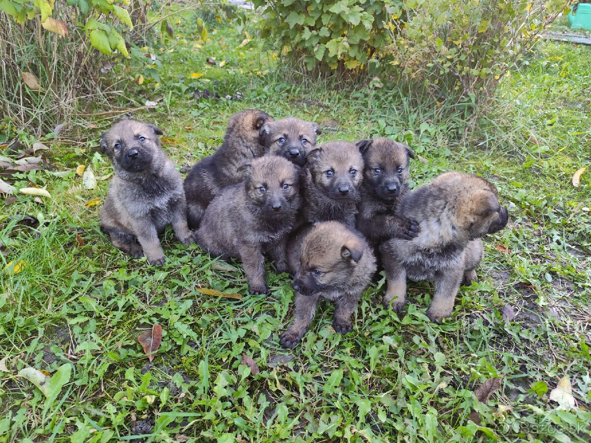 Československý vlčiak - 4