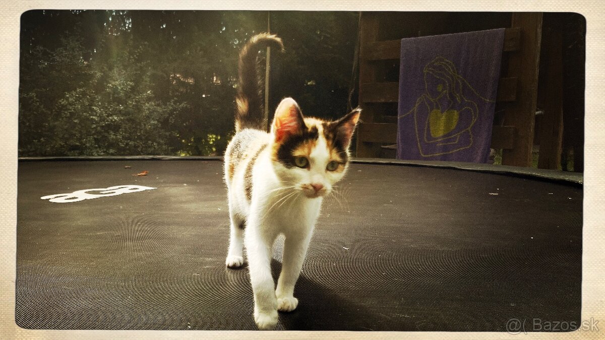 Mačiatka darujem - 4