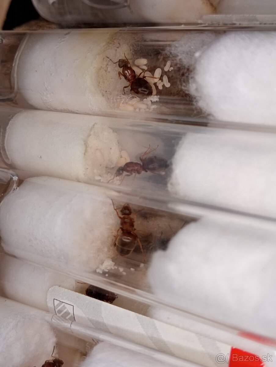 Mravec domácí (Lasius emarginatus) - 4