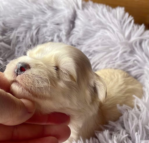 Havanský psík s PP ,Bichon Havanais - 4