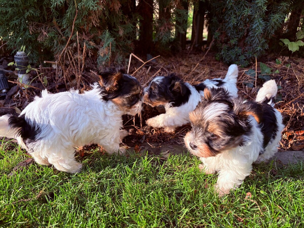 Yorkshire biewer - 4