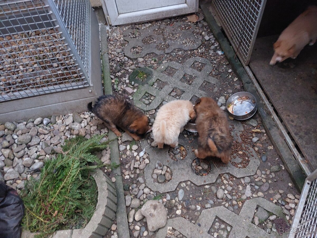 Darujem šteniatka - 4