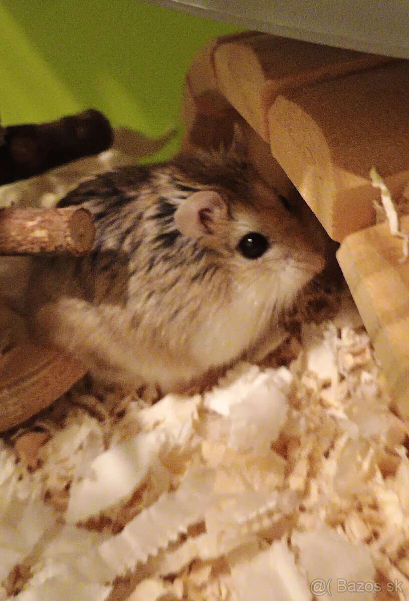 Škrečok Roborovského
- 4