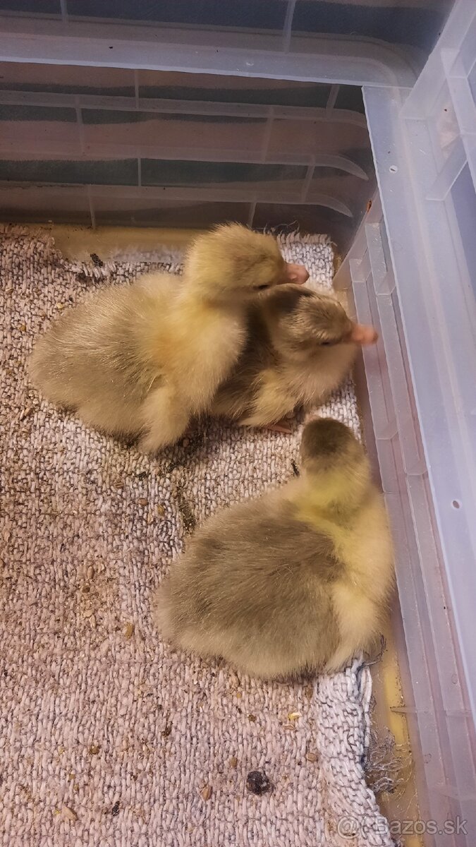 Chovný kmeň - biela hus - 4