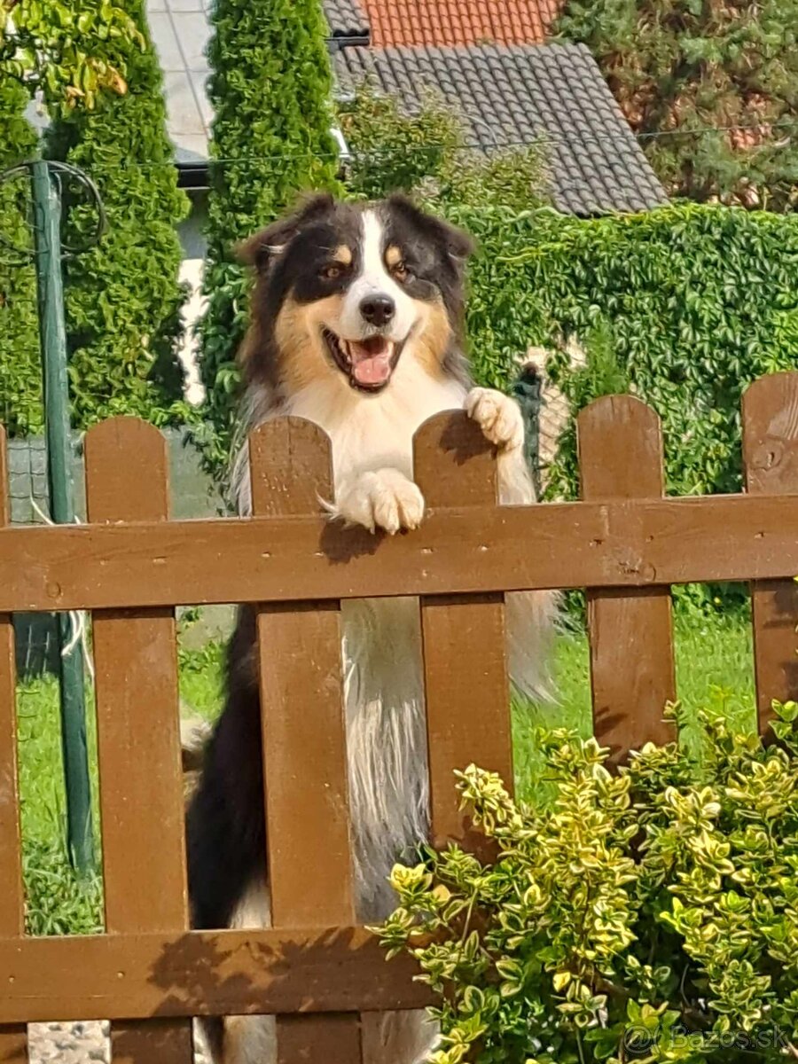 Krytie chovným AUO - 4