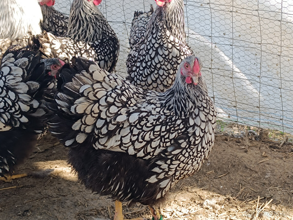 Orgpington - 4