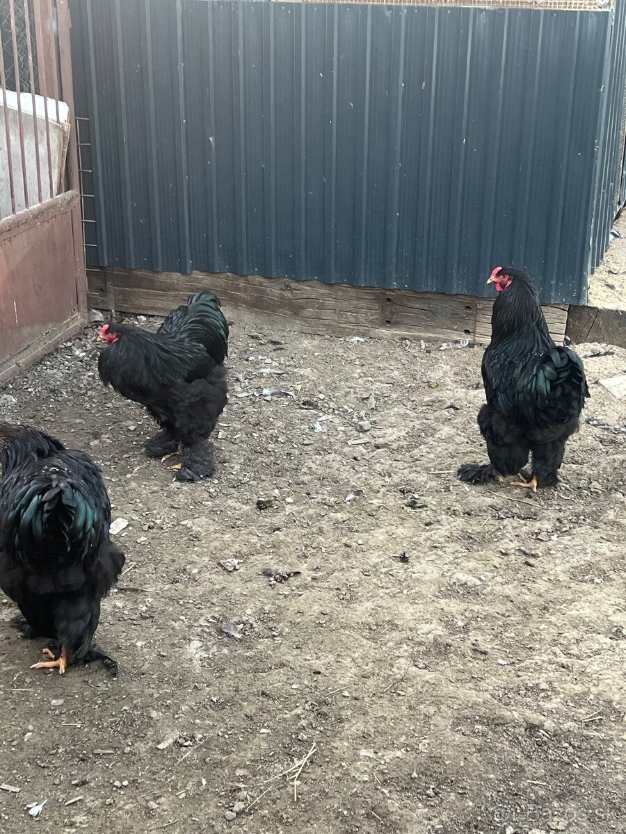 Brahmanka veľká čierna - 4