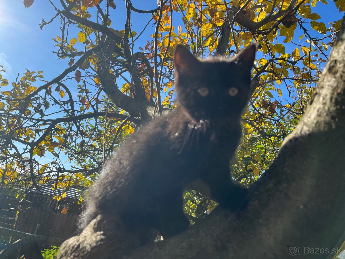 Darujem malého kocúra - 4