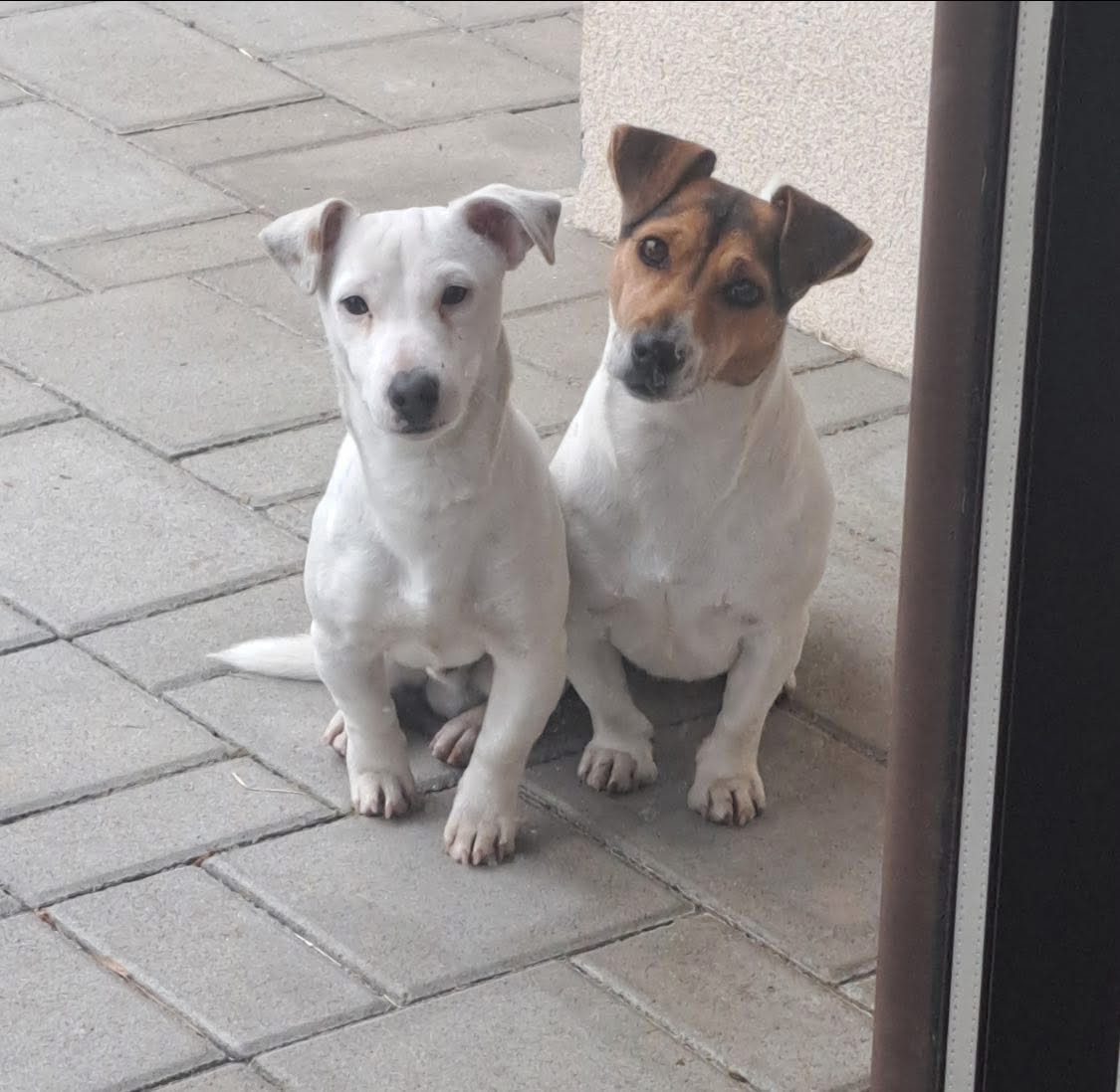 Jack Russel terrier🐶🐾 - 4