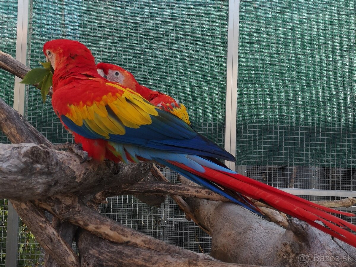 ARA arakanga macao - 4