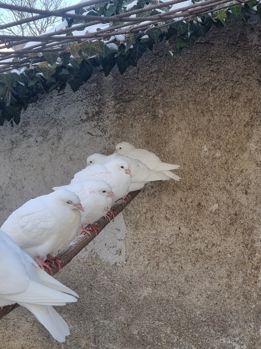 BIELE POŠTOVÉ HOLUBY - 4