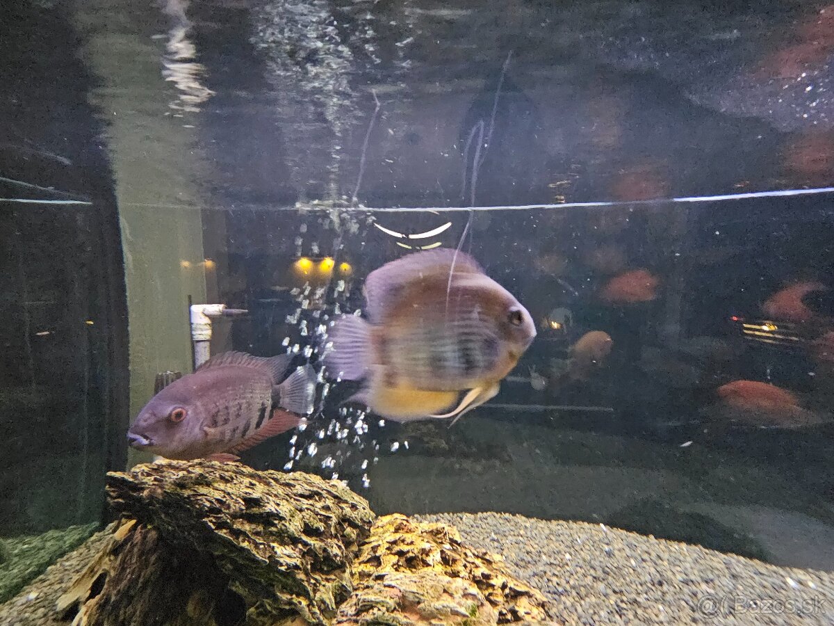 Americke cichlidy - 4