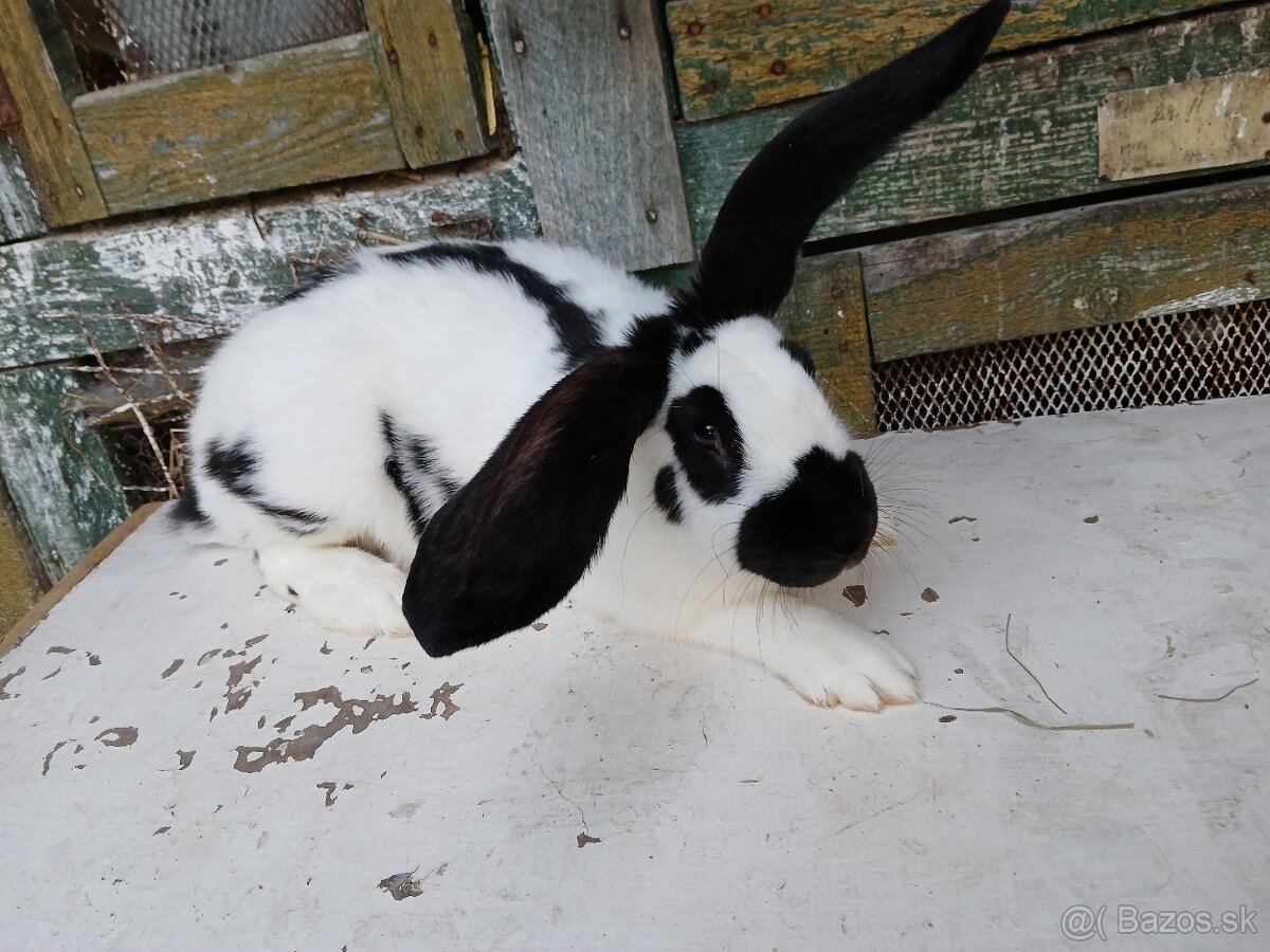 NoS. Nemecký obrovitý strakáč - 4