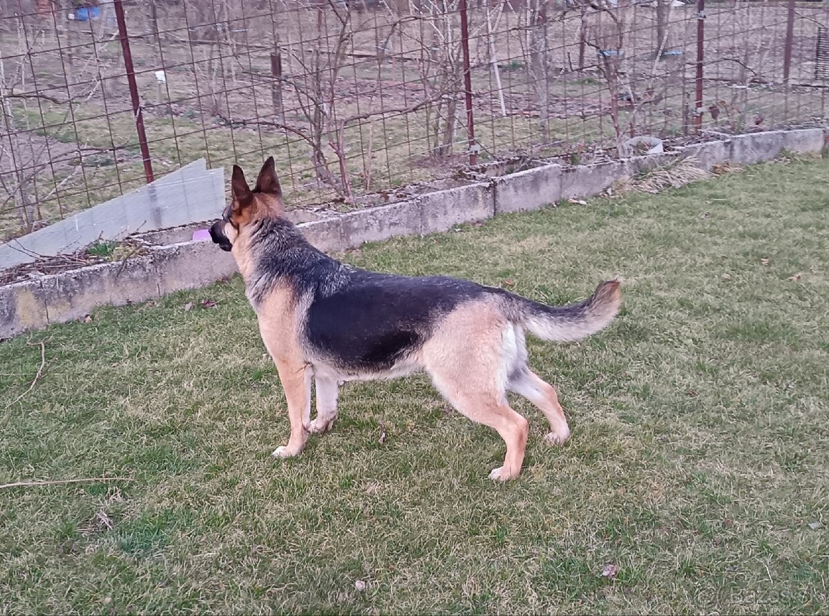 Nemecký ovčiak - 4