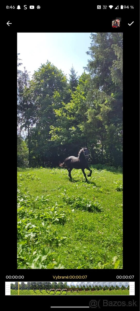 Frízsky žrebec - 4