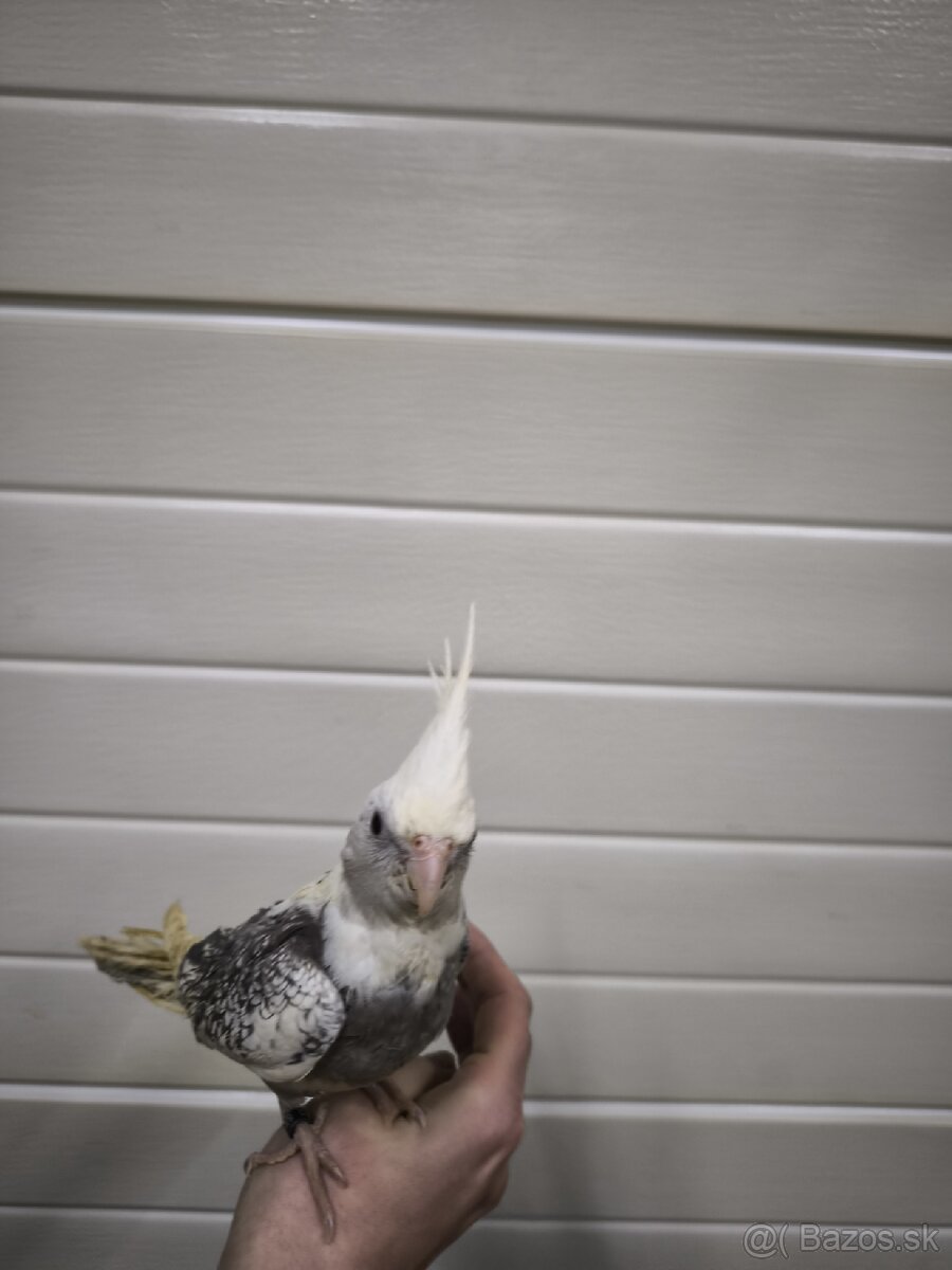 Ručne dokrmená korela - 4