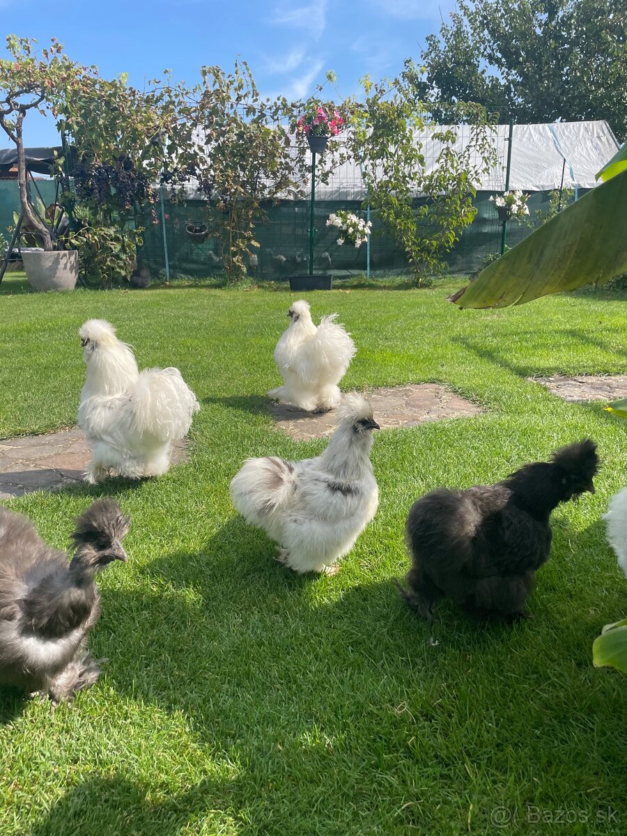 Násadové vajíčka USA hodvábničky - 4