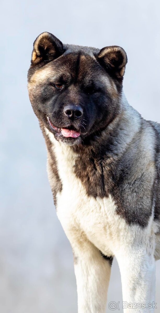 Americká akita - plánovaný vrh ,,D” - 4