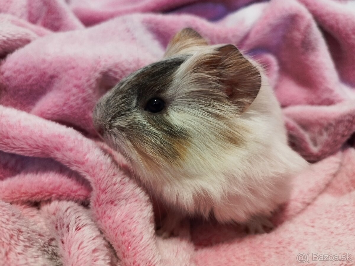 Morské prasiatka - 4