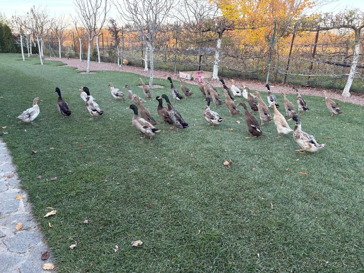 Predám indické bežce - 4