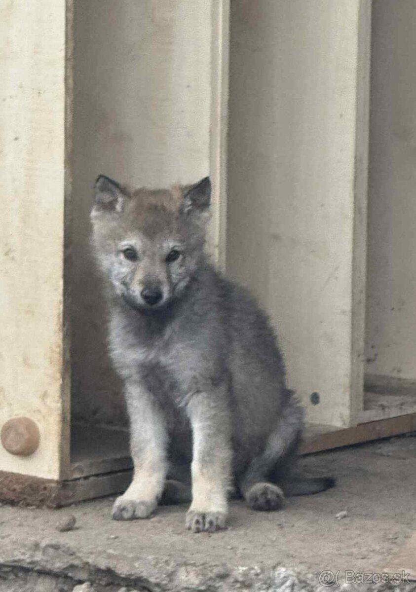 Československý vlčiak - 4