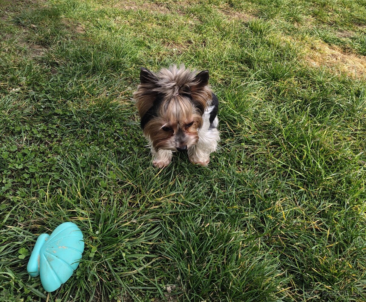 Predám fenku Yorkshirsky teriér biewer - 4