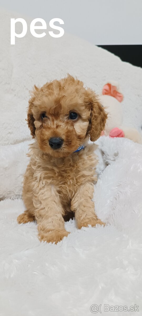 Pudel trpasličí - 4