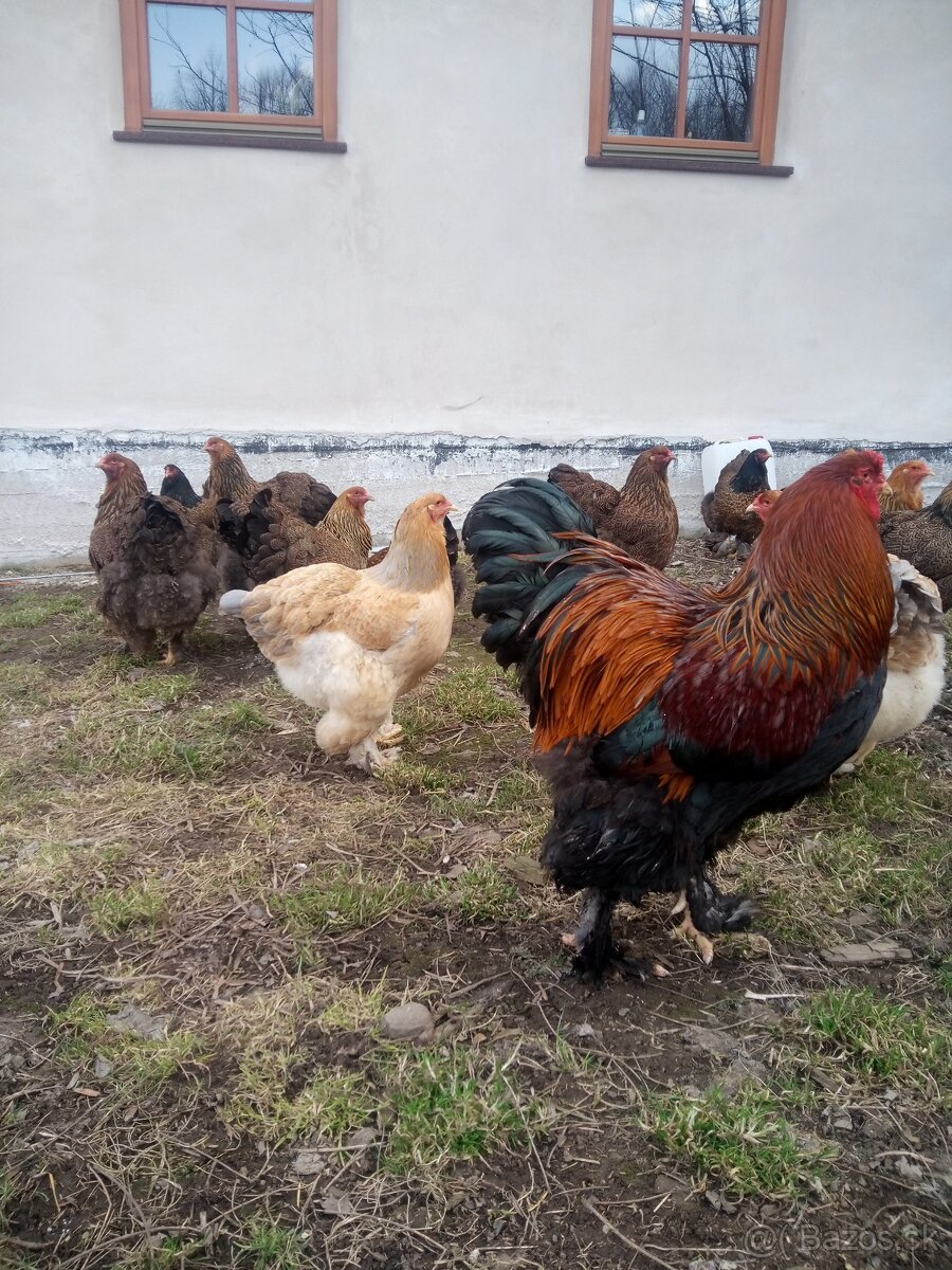 NB Brahma jarabičia 1,50€ - 4