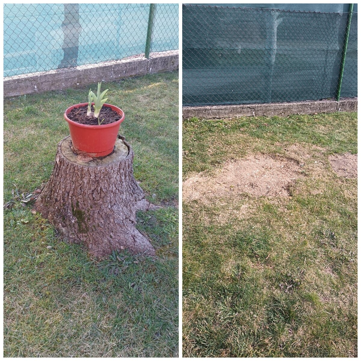 Frézovanie pňov a výrub - 4