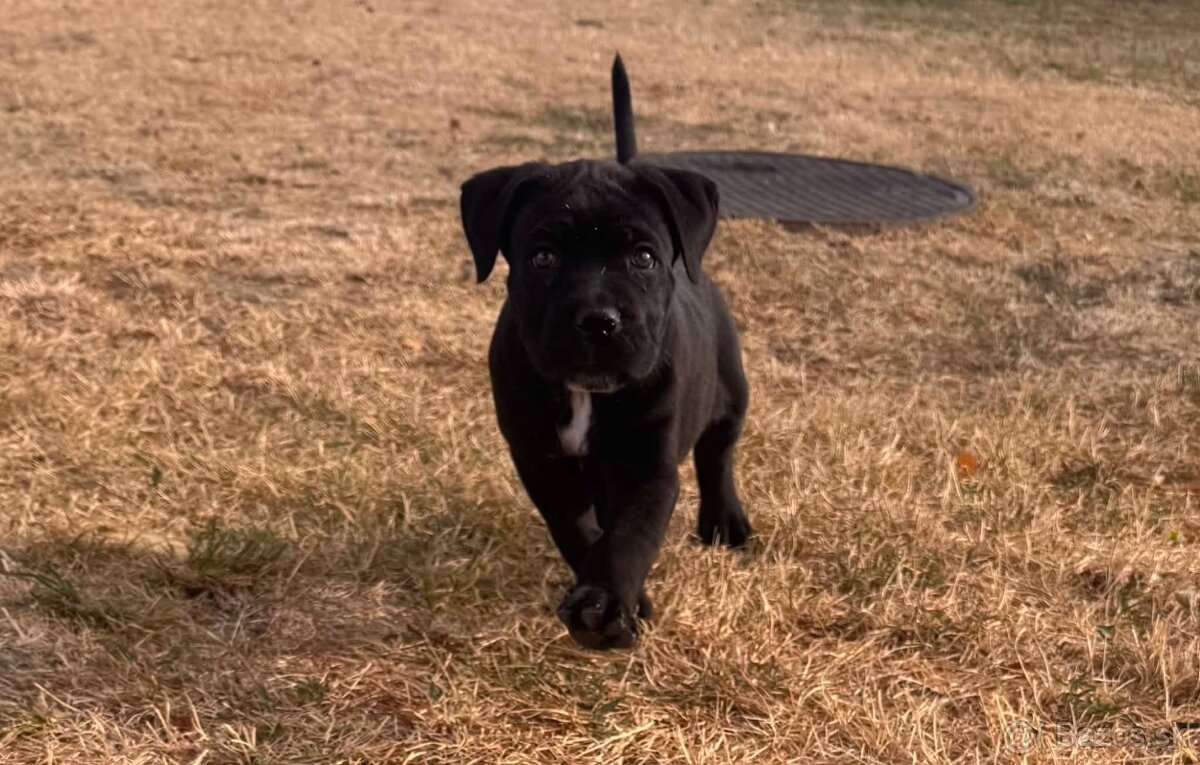 Cane corso - 4
