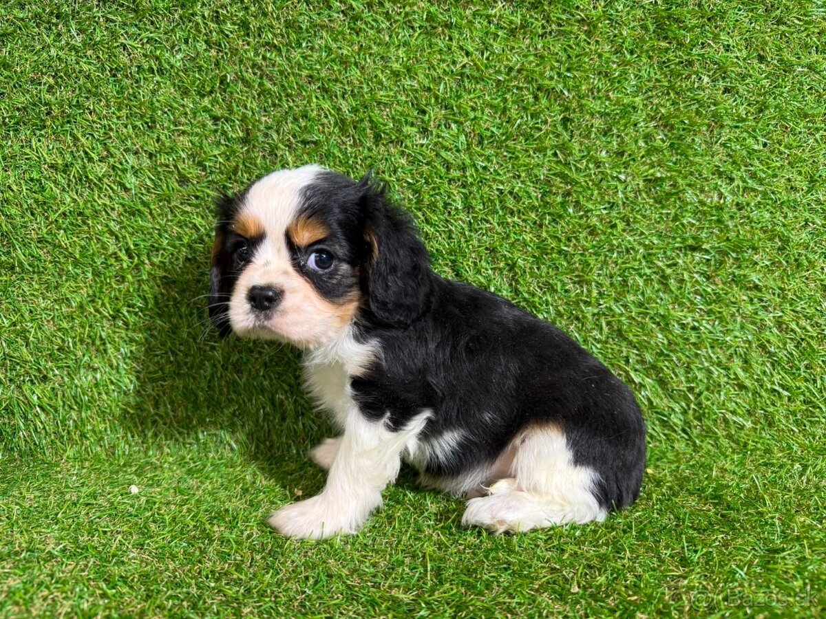 Cavalier King Charles Spaniel - 4
