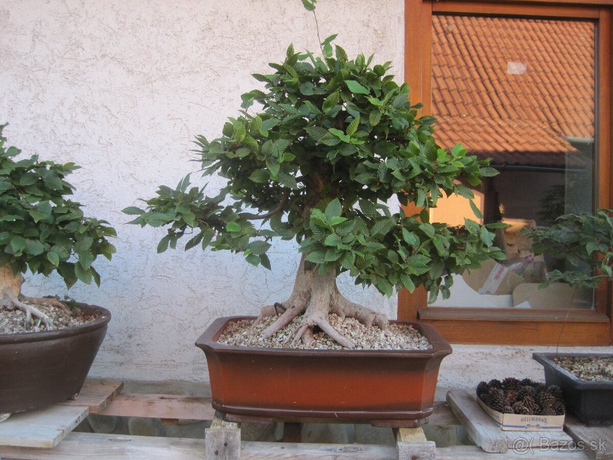 bonsai,bonsaj-JAVOR POLNÝ5 - 4