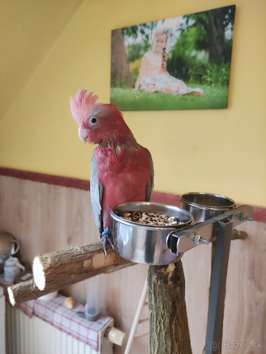 Predam kakadu ruzoveho - 4