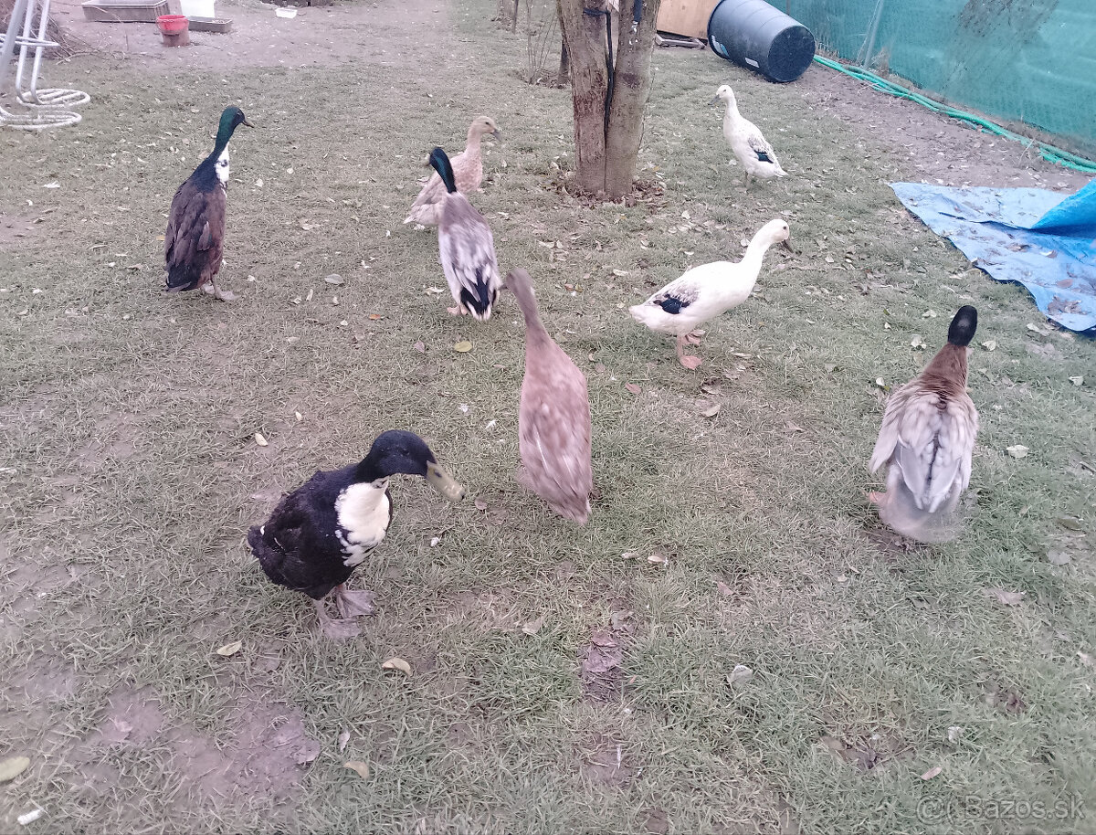 Indické bezce tohtoročne - 4