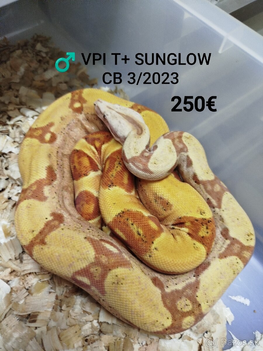 Boa Constrictor VPI T+ - 4