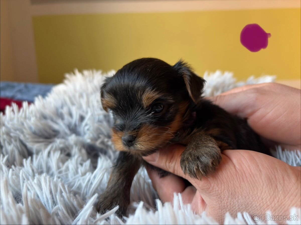 Yorkshire terrier - 4