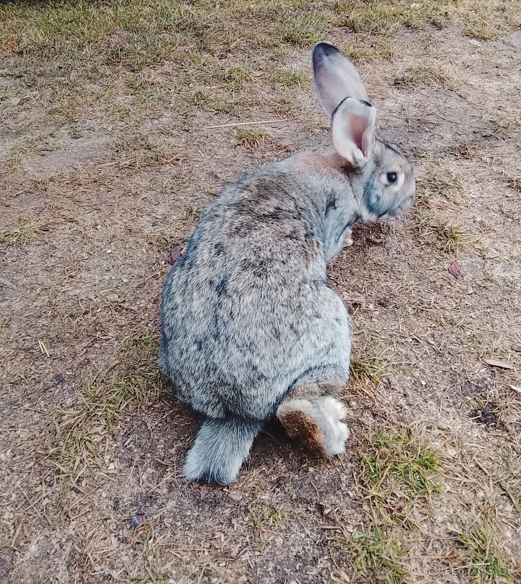 Nemecký obrovitý strakač - 4
