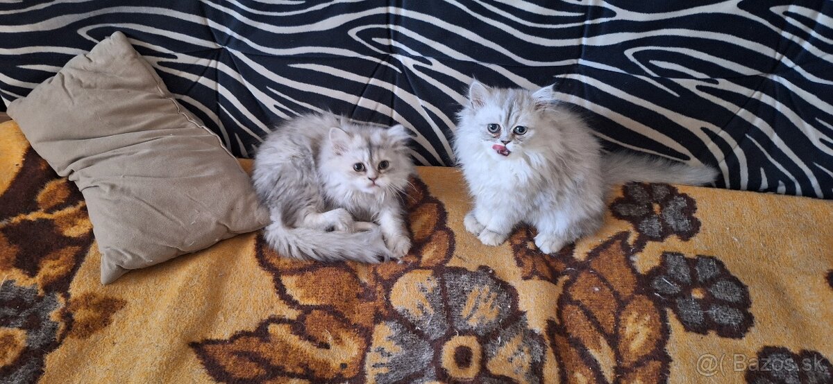 Perzske mačiatka - 4
