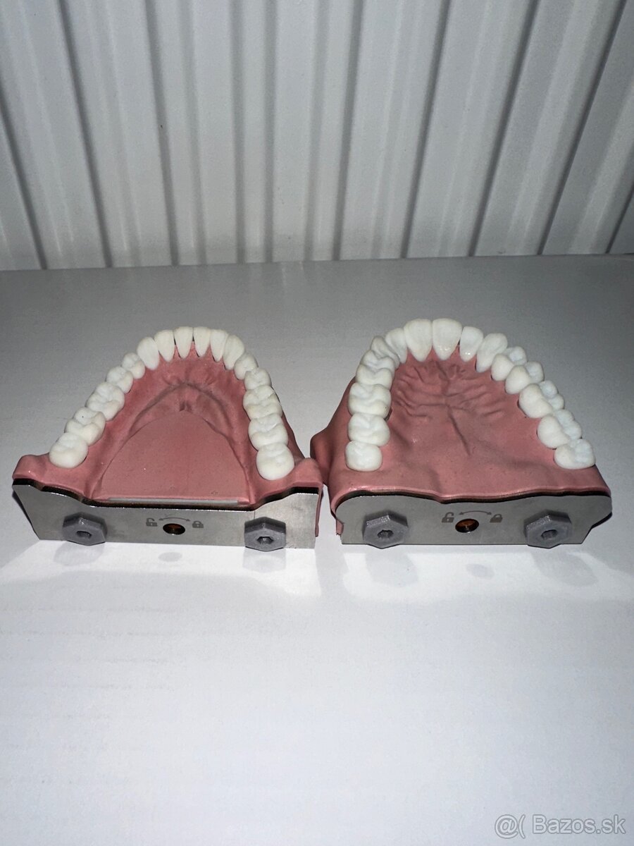 BioVoxel Typodont Čelusť - 4