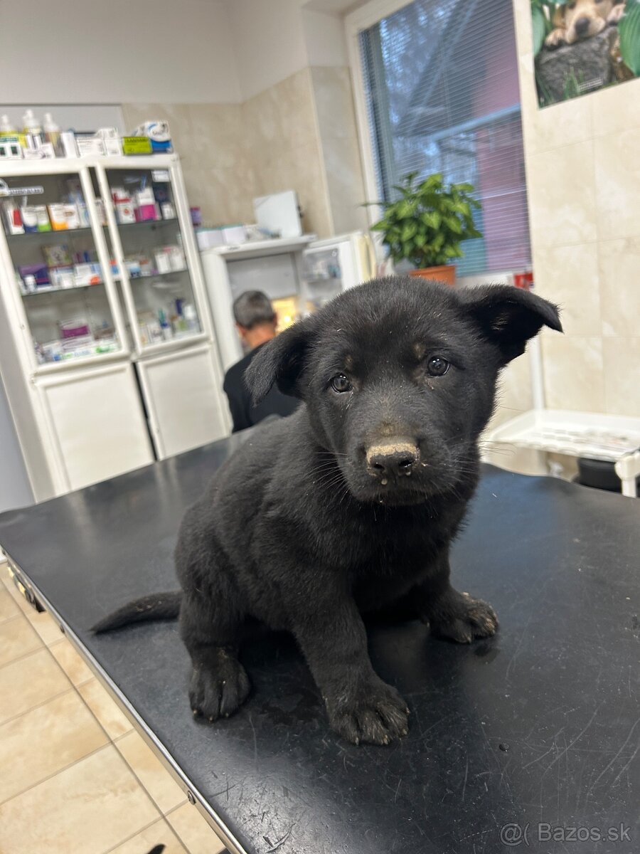 Nemecký ovčiak - štenatá - 4