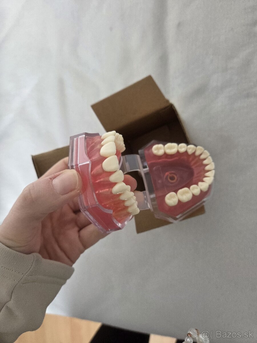 Model zubov vyberateľné zuby - 4