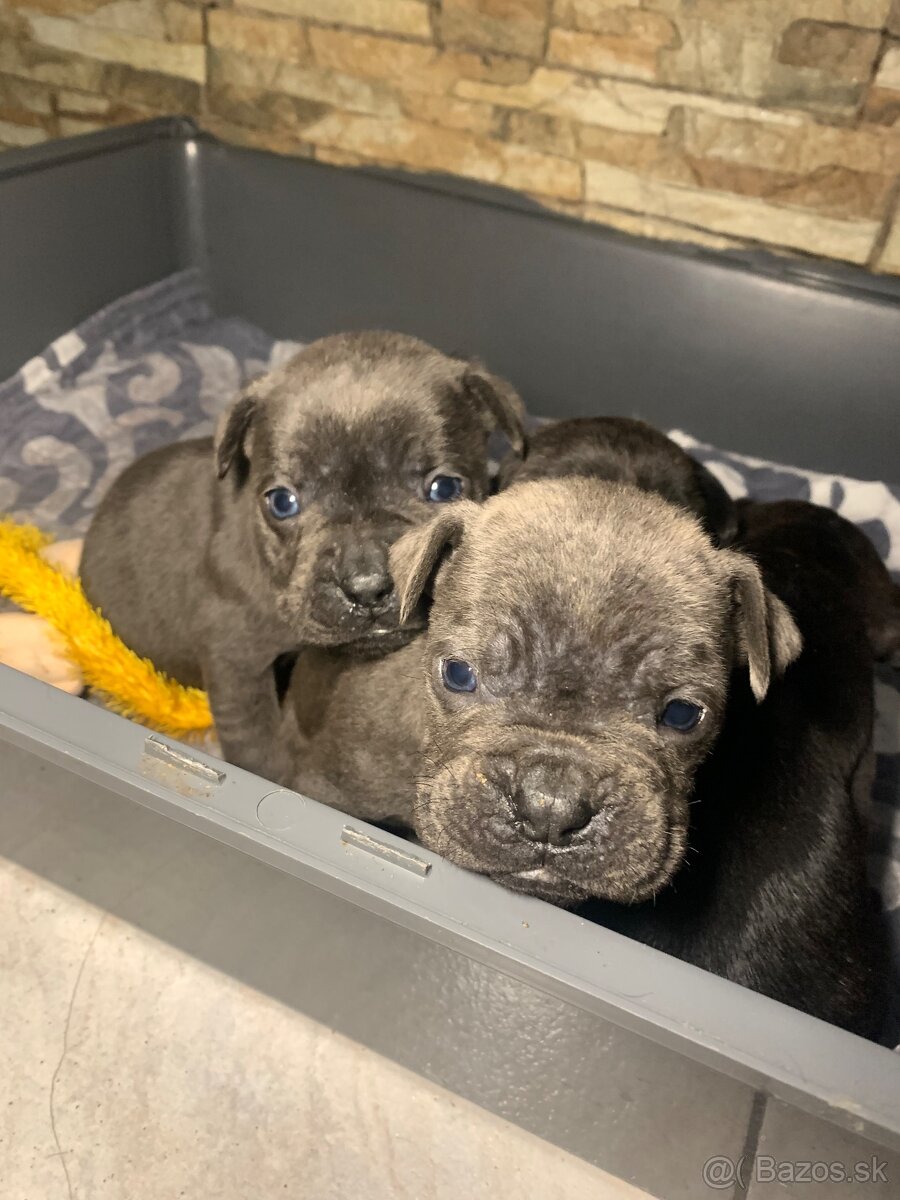 Francúzsky buldoček & Americký buldoček - 4